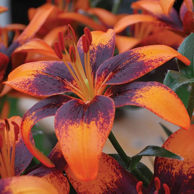 Crini Asiatici Orange Art: Bulbi de Crin Parfumati Gradina.