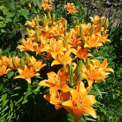 Crini Asiatici Orange Ton | Bulbi Premium de Crini