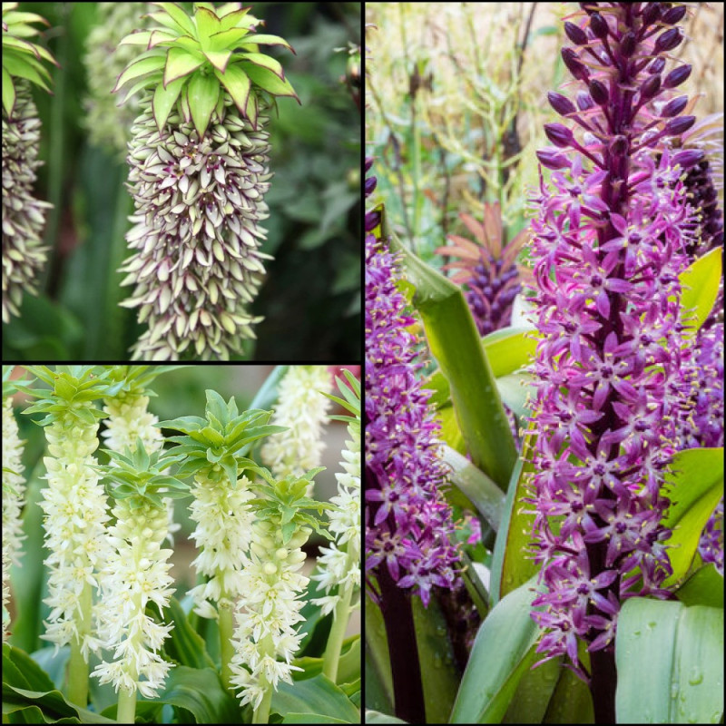 Eucomis "Pineapple Lily" - 3 Culori Bulbi - Bulbshop