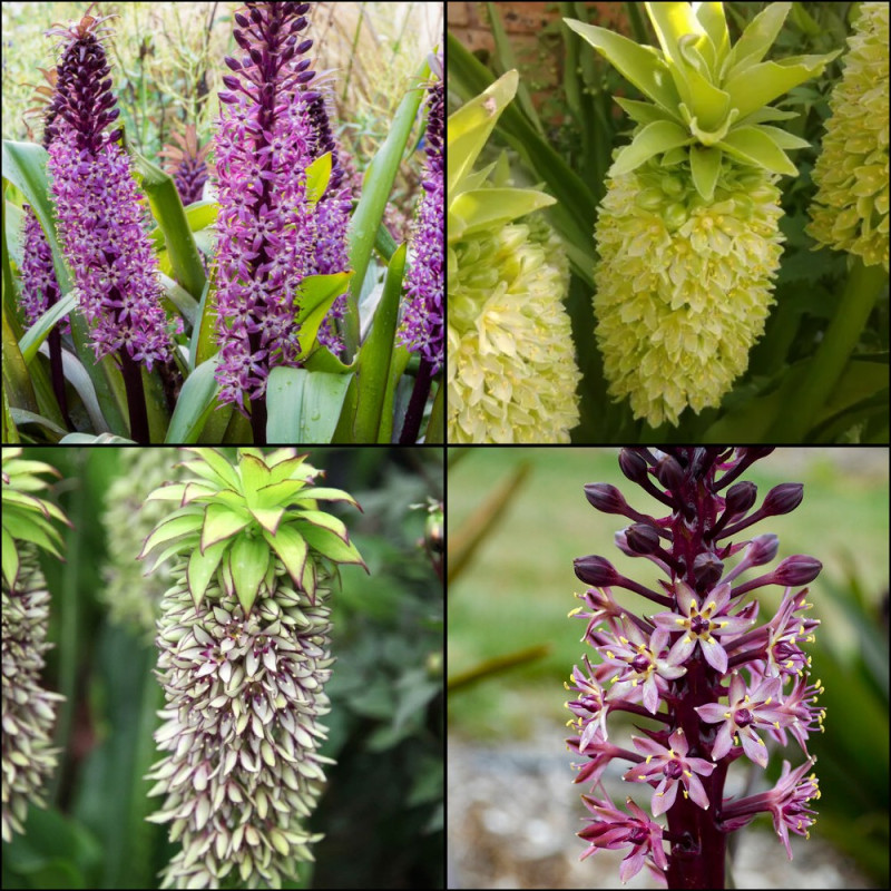 Eucomis Crinul Ananas Colectia 4 Bulbi - Bulbshop