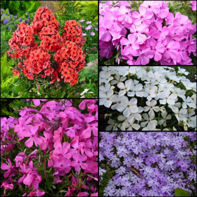 Phlox - Brumărelele Multicolor - 5 Radacini - Bulbshop