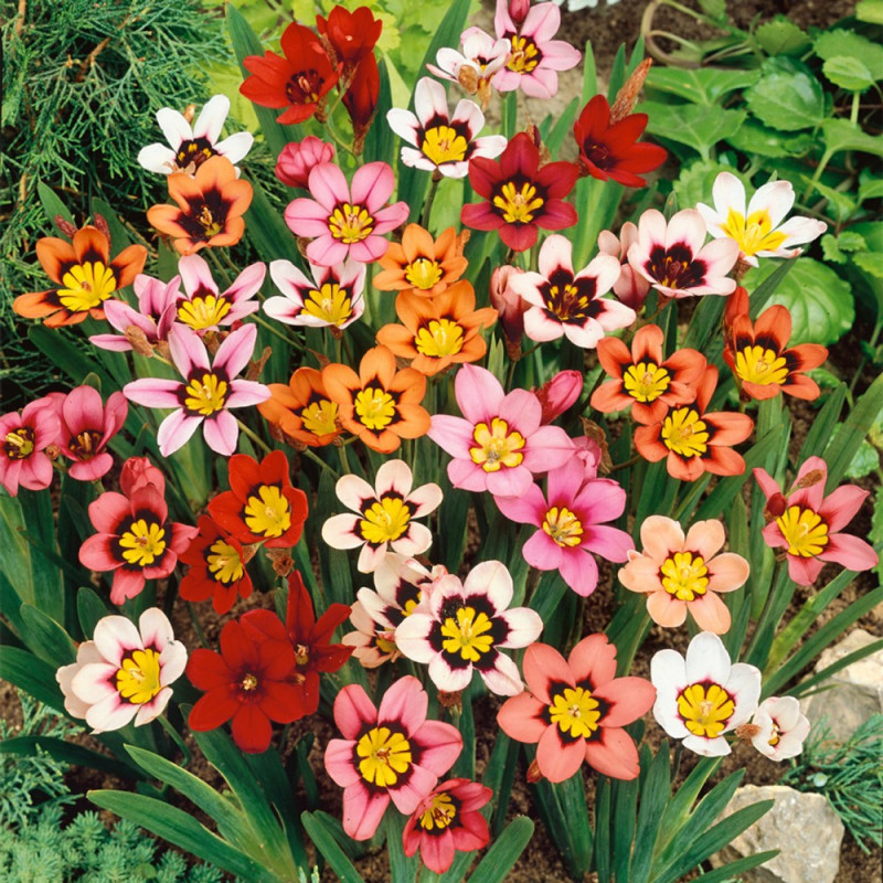 Sparaxis Multicolor: Pachet 5 Bulbi de Gradina.