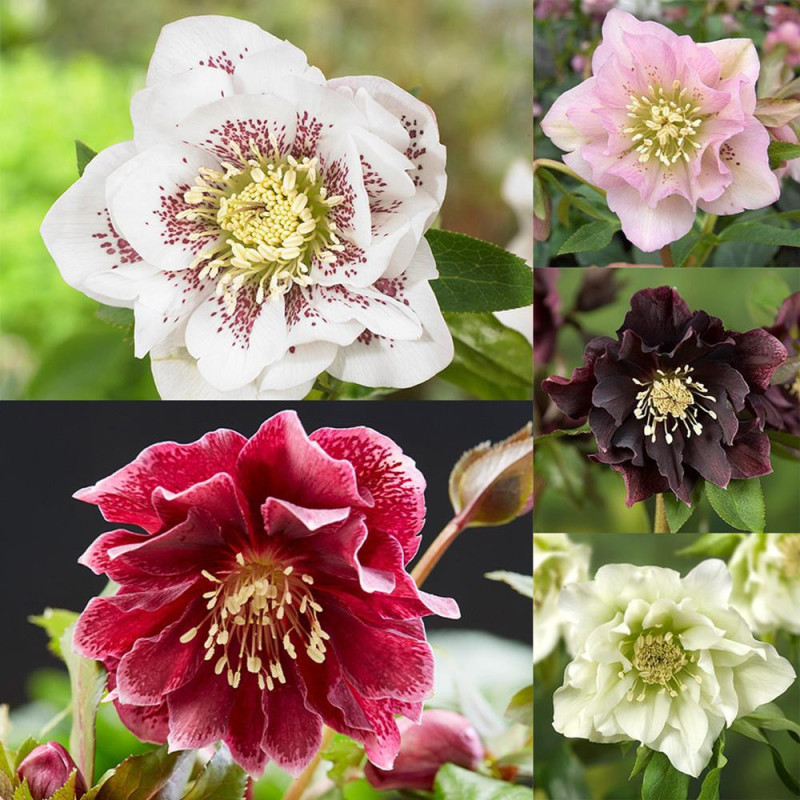 Rădăcini 5 Helleborus - Spanz Premium Mix 5 Culori