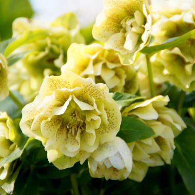 Helleborus - Spanz "Double Picotee" - Bulbshop