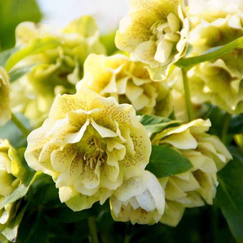 Helleborus - Spanz "Double Picotee" - Bulbshop