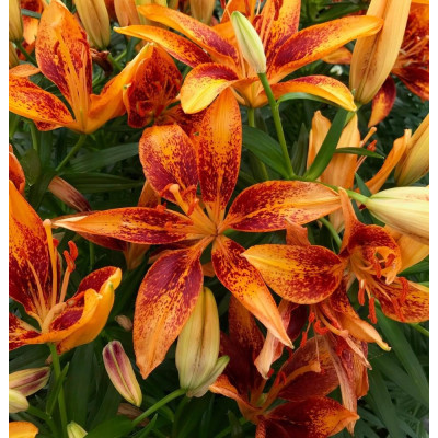 Descoperă Crini Asiatic "Tiny Orange Sensation"
