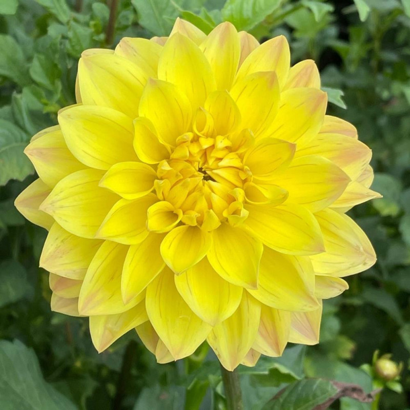 Dalii American Sun
