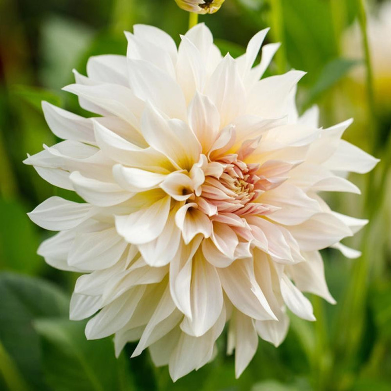 Dalia Cafe au Lait
