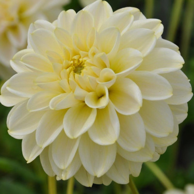 Dalii Caramel Antique