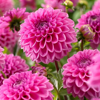 Dalii Pink Sylvia
