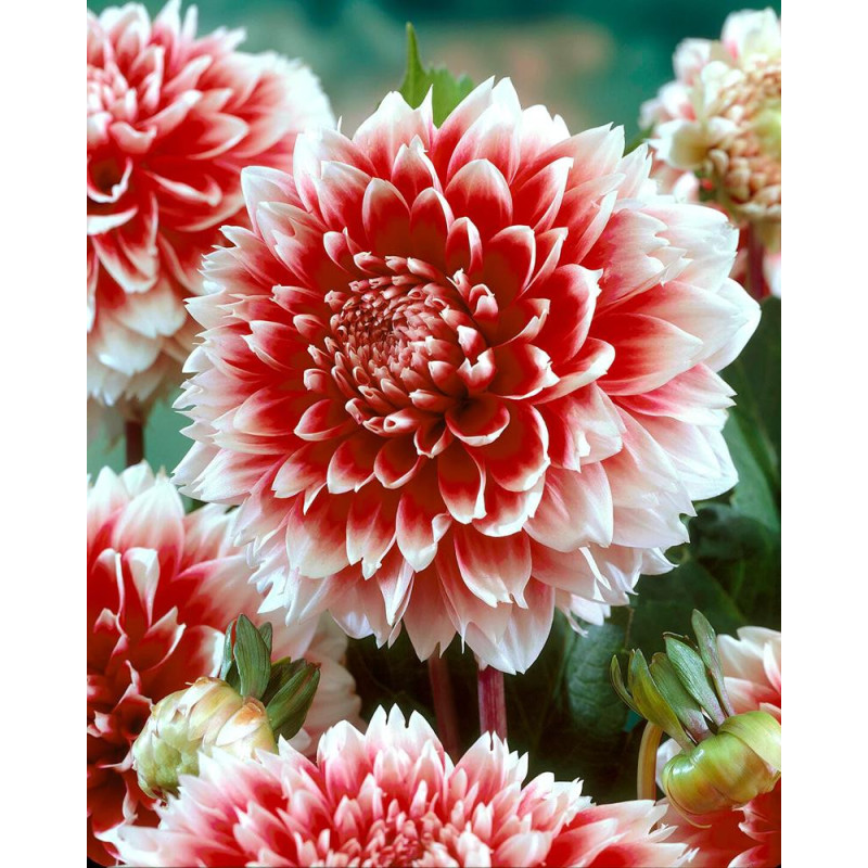 Dalii Red And White Fubuki