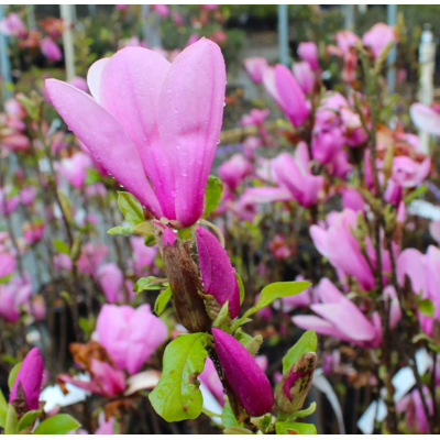 Magnolie Ann Mov la Ghiveci de 2L Inaltime 40-50cm.