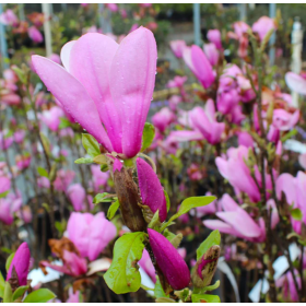 Magnolie Ann Mov la Ghiveci de 2L Inaltime 40-50cm.
