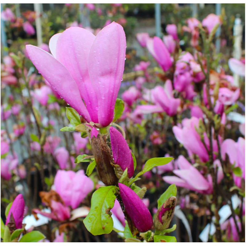 Magnolie Ann Mov la Ghiveci de 2L Inaltime 40-50cm.