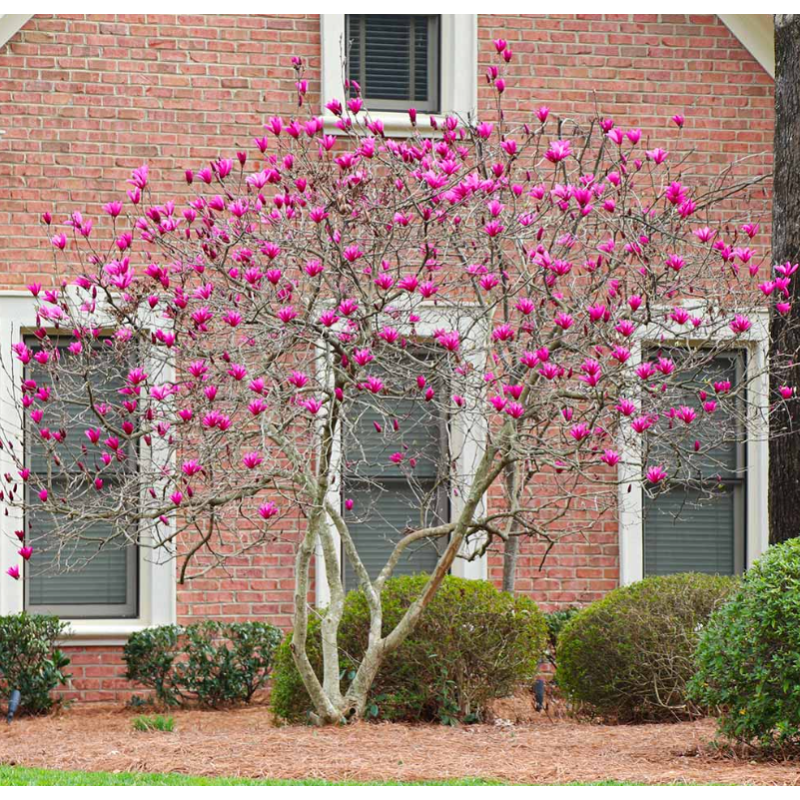 Magnolie Ann Mov la Ghiveci de 2L Inaltime 40-50cm.
