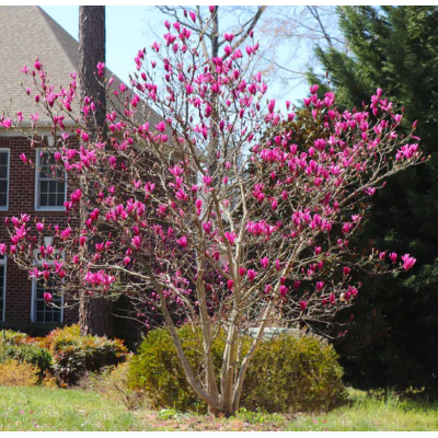 Magnolie Ann Mov la Ghiveci de 2L Inaltime 40-50cm.