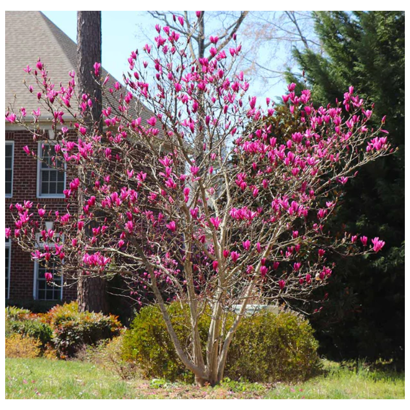 Magnolie Ann Mov la Ghiveci de 2L Inaltime 40-50cm.