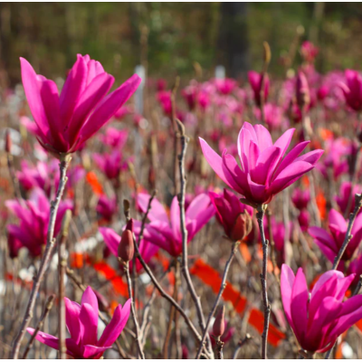 Magnolie Jane in Ghiveci de 2L Roz Delicat la Pret Avantajos