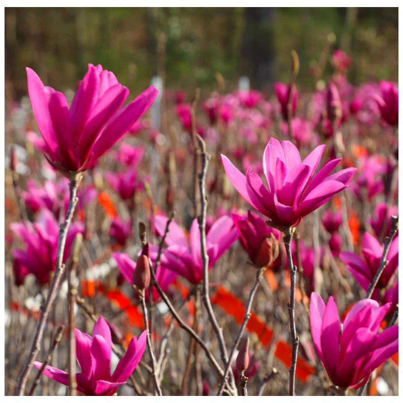 Magnolie Jane in Ghiveci de 2L Roz Delicat la Pret Avantajos