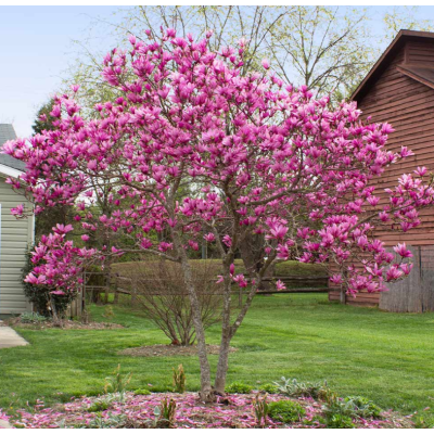 Magnolie Jane in Ghiveci de 2L Roz Delicat la Pret Avantajos
