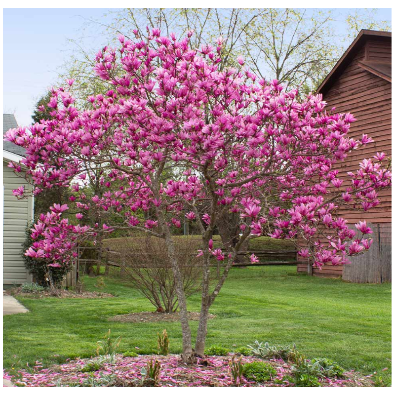 Magnolie Jane in Ghiveci de 2L Roz Delicat la Pret Avantajos