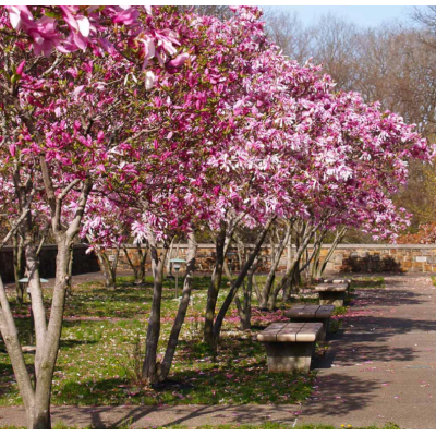 Magnolie Jane in Ghiveci de 2L Roz Delicat la Pret Avantajos
