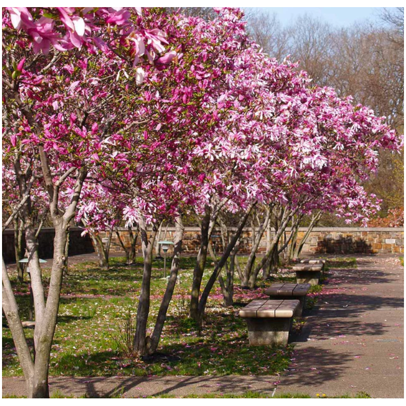 Magnolie Jane in Ghiveci de 2L Roz Delicat la Pret Avantajos