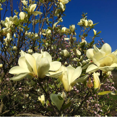 Magnolie Lime Butterfly Galben-Lime in Ghiveci 10L.