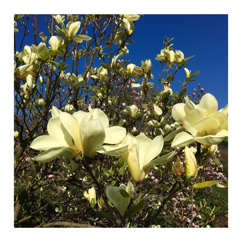 Magnolie Lime Butterfly Galben-Lime in Ghiveci 10L.