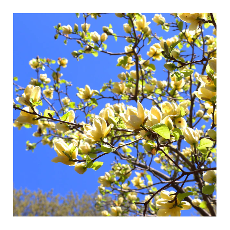 Magnolie Lime Butterfly Galben-Lime in Ghiveci 10L.
