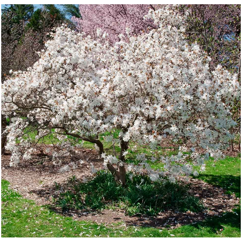 Magnolie Royal Star Alba la Ghiveci de 2L inaltime 40-50cm