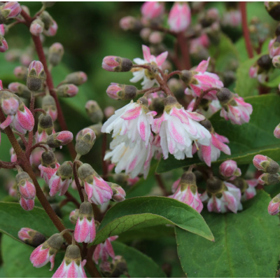 Deutzia Roz - Butasi Anul 3 - Radacina Ambalata - Bulbshop