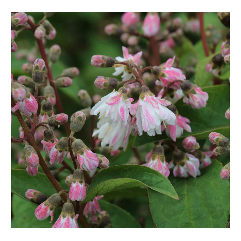 Deutzia Roz - Butasi Anul 3 - Radacina Ambalata - Bulbshop