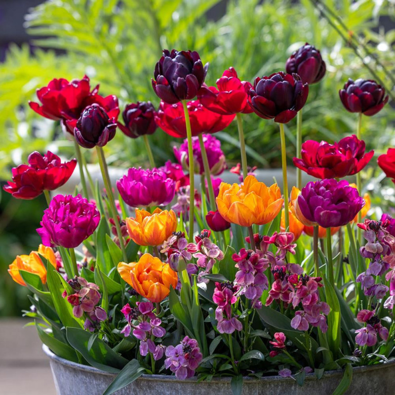 Lalele Batute "Peony Party" 10 Bulbi - Bulbshop