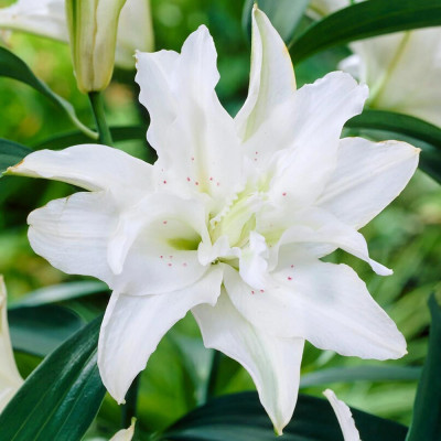 Bulbi de Crini Imperiali White Oriental Parfumati de Gradina.