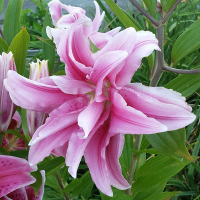 Crini Imperiali Double Pink,  Dublii Parfumati de Gradina.
