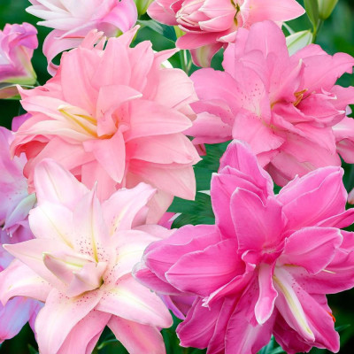 Crini Imperiali Lotus Pink | Delicatețe  Orientala | Bulbshop.ro