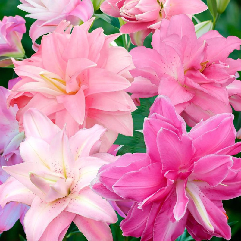 Crini Imperiali Lotus Pink | Delicatețe  Orientala | Bulbshop.ro