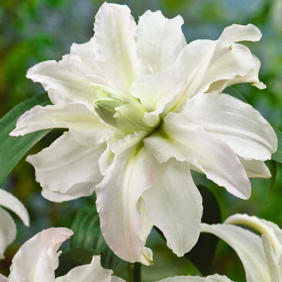 Crin Dublu Parfumat "Polar Star" 1 Bulb/Pachet - Bulbshop