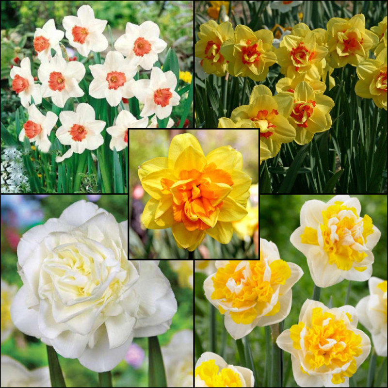 Professor Einstein, Orangery, Tahiti, Obdam, Cassata