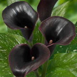 Cale Negre Zantedeschia: Bulbi Flori de Ghiveci si Gradina.