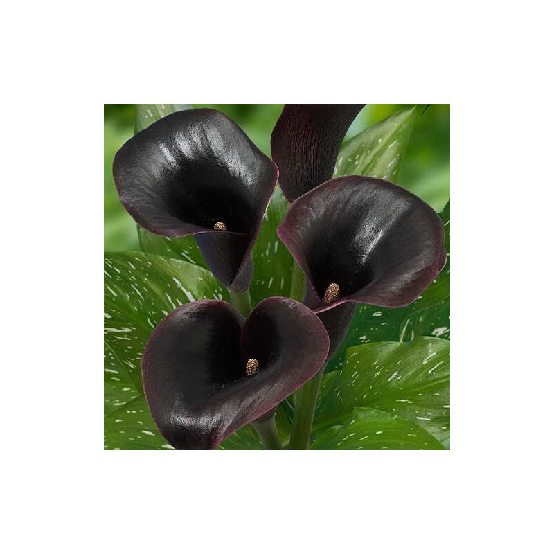 Cale Negre Zantedeschia: Bulbi Flori de Ghiveci si Gradina.