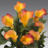 Bulbi de Cale Captain: Zantedeschia Gradina si Ghiveci.