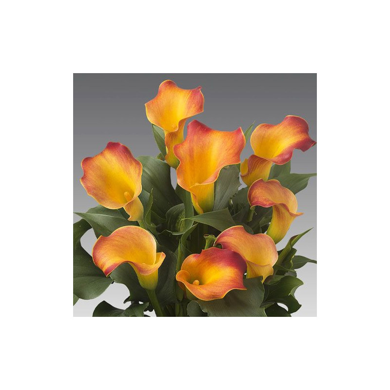 Bulbi de Cale Captain: Zantedeschia Gradina si Ghiveci.