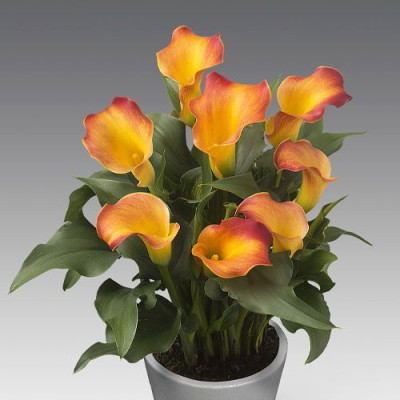 Bulbi de Cale Captain: Zantedeschia Gradina si Ghiveci.