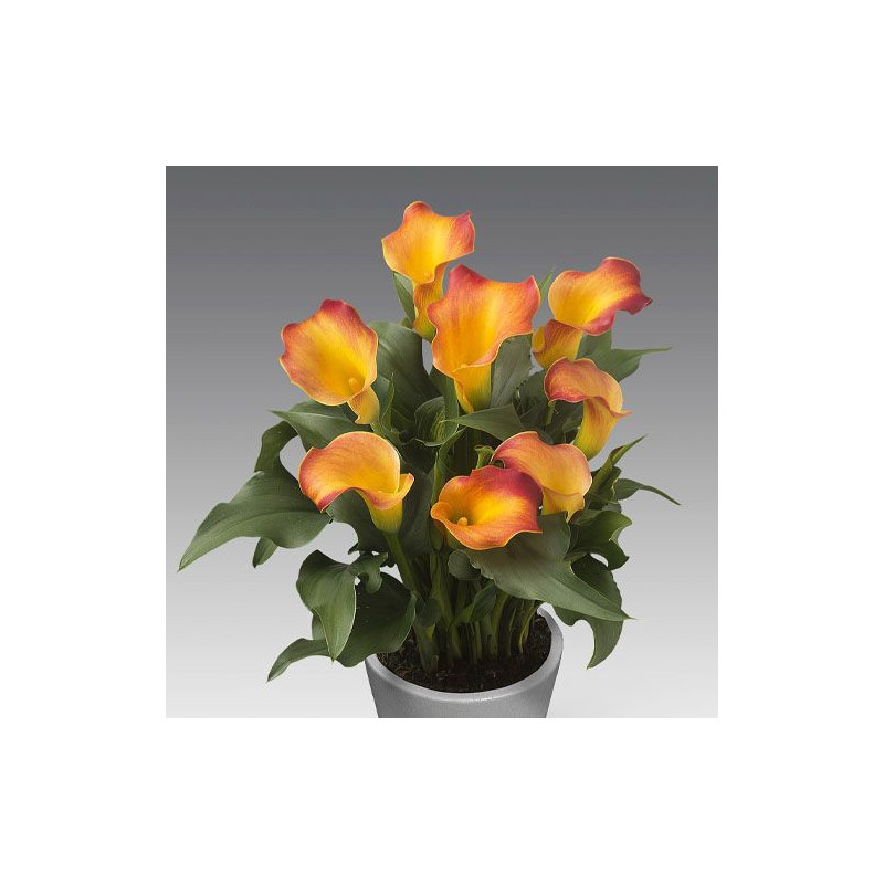 Bulbi de Cale Captain: Zantedeschia Gradina si Ghiveci.