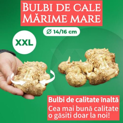 10 Bulbi de Cale, 10 Culori: Cala de Gradina si Ghiveci.