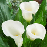 Bulbi de Cala Alba Ivory : Cale de Gradina si Ghiveci.