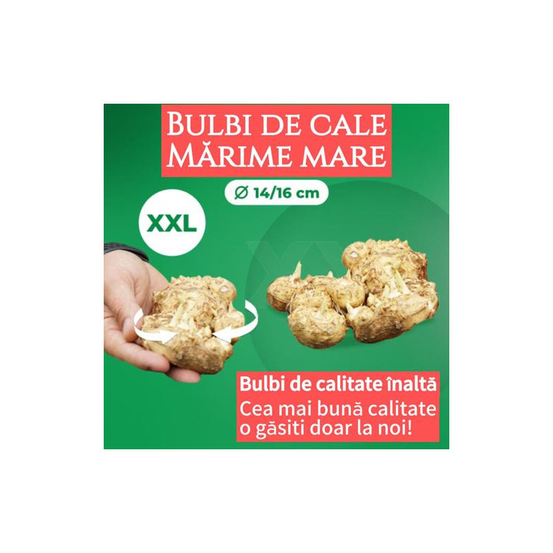 Bulbi de Cala Alba: Cale de Gradina si Ghiveci.