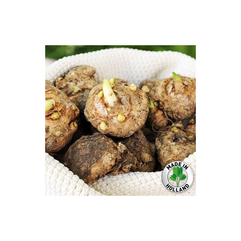 Bulbi de Cala Alba: Cale de Gradina si Ghiveci.